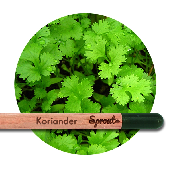 Sprout (Koriander) - Blyanten der kan spire