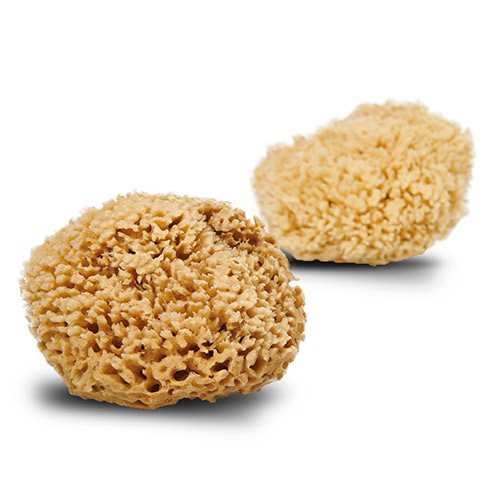 Cocoon Natursvamp Honey Wool 13-14 cm - 1 stk